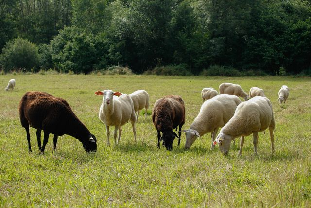 ferme en Bourgogne-Franche-Comté